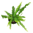 6" pot fern lemon button live houseplant for sale, rich cascading golden-green fronds in a white cylinder pot, soft round leaflets arranged along dark graceful stems, naturally humidifying and air purifying tropical fern, perfectly sized for tabletops terrariums or hanging displays, a stunning and pet-safe gift for any plant enthusiast