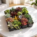 Succulent Gift Box for sale, relaxing self care succulent gift set, graduation gift succulent plant sampler, Live Succulent Set (9-16 Pack), 2-inch Potted Assorted Plants, Indoor Garden Sampler, Gift for Her, Birthdays, or Housewarming
