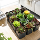 Sempervivum Variety Pack, Live Hen and Chicks Succulents (6, 12, or 20 Pack) - 2" Potted Perennials