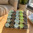 Echeveria Bulk Succulent Pack, Live Rosette Plants (25 or 50 Count), 2" Pots for Weddings, Favors, and DIY Projects