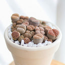 How to take care of Lithops Succulent Plant, Lithops Living Stones Care Guide, How to grow Lithops Plant, rare succulents, rare succulents for sale, unique succulents, buy succulents online, rare succulent, succulent shop, unusual succulents, succulent store, succulents online,  indoor succulents.