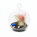Air Plant Bubble Bowl Sealife Terrarium (Black Sand) on the white table, DIY beach themed glass globe terrarium, Modern nautical air plant arrangement for home