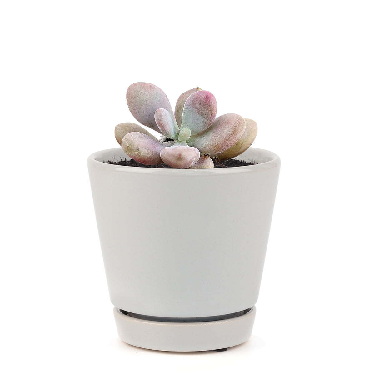 buy pink moonstones pachyphytum oviferum live succulent 4 inch online, soft pastel pink powdery plump leaves, compact rosette with mature trailing stems, stores water in leaves for drought tolerance, slow-growing beginner plant