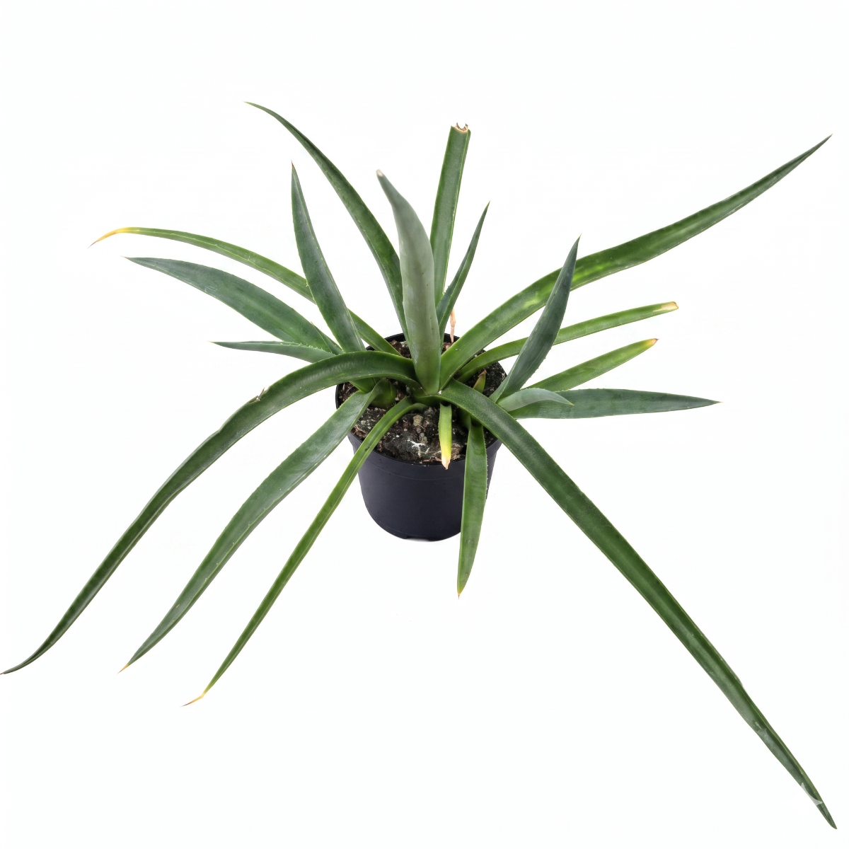 mangave 'bad hair day' for sale, dramatic striped leaves, 4 inch clay pot, direct sun ideal avoid south windows, tolerates dry heated air