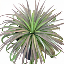 buy mangave 'bad hair day' online, unique variegated spiky leaves, 4 inch custom pot, thrives in direct sun with afternoon shade, drought tolerant plant