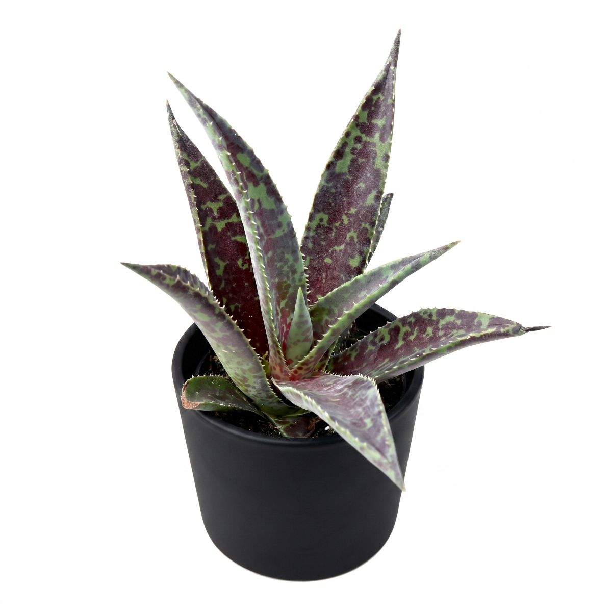 mangave 'blazing saddles' for sale, vibrant variegated foliage, 4 inch clay pot, direct sun tolerant, scorches in south windows