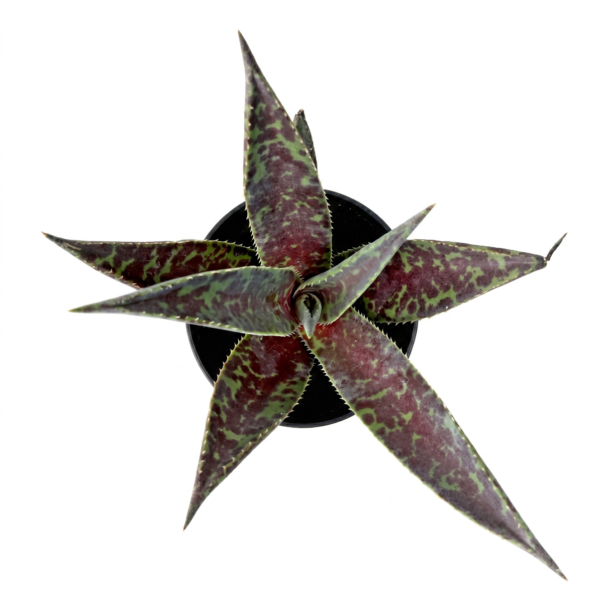 buy mangave 'blazing saddles' online, dramatic striped succulent, white modern pot, low-light adaptable, requires well-draining heavy container