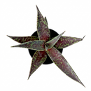 mangave 'blazing saddles' for sale, bold red-orange patterned leaves, 4 inch plastic pot, handles dry heated air, prefers indirect bright light