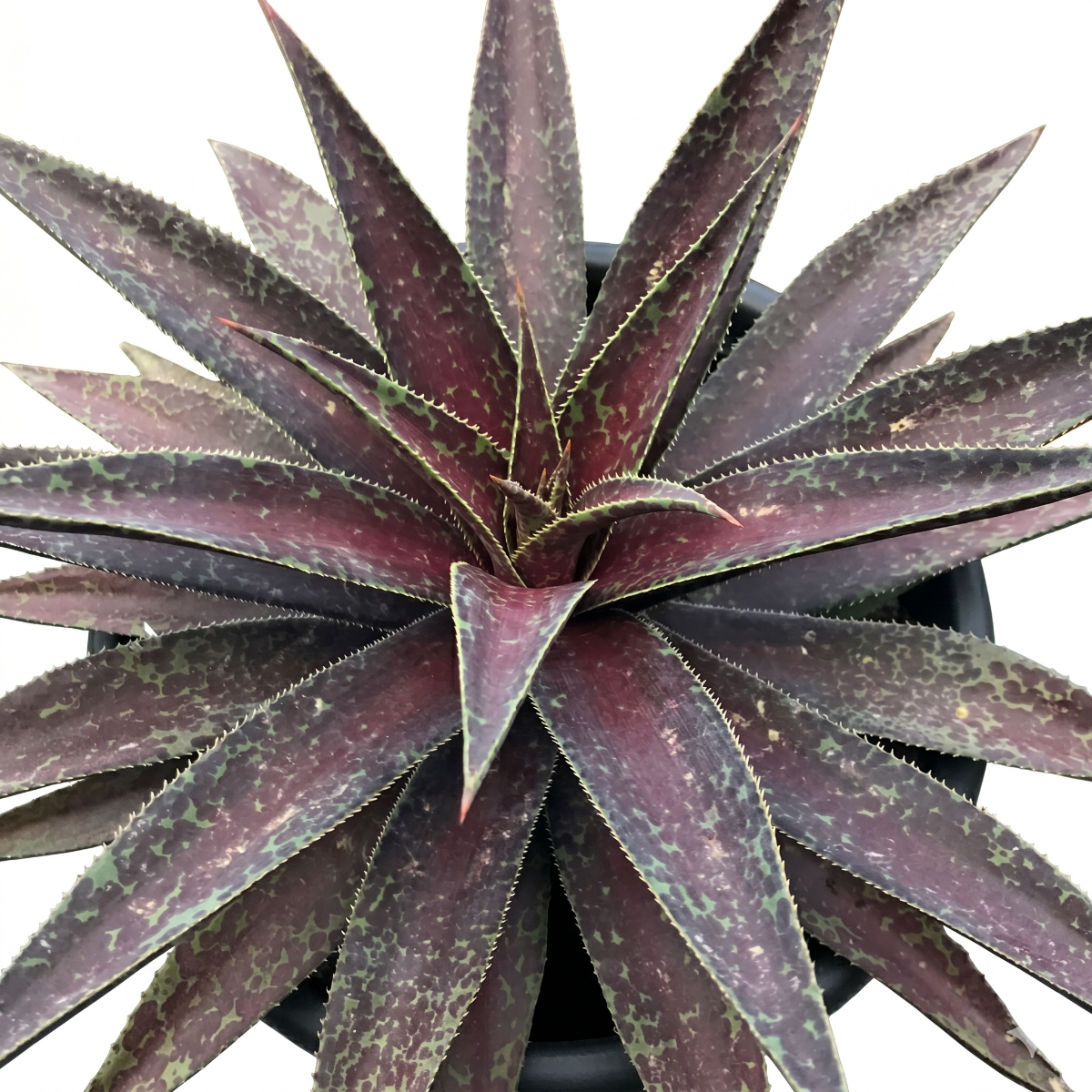 mangave 'blazing saddles' for sale, bold red-orange patterned leaves, 4 inch plastic pot, handles dry heated air, prefers indirect bright light