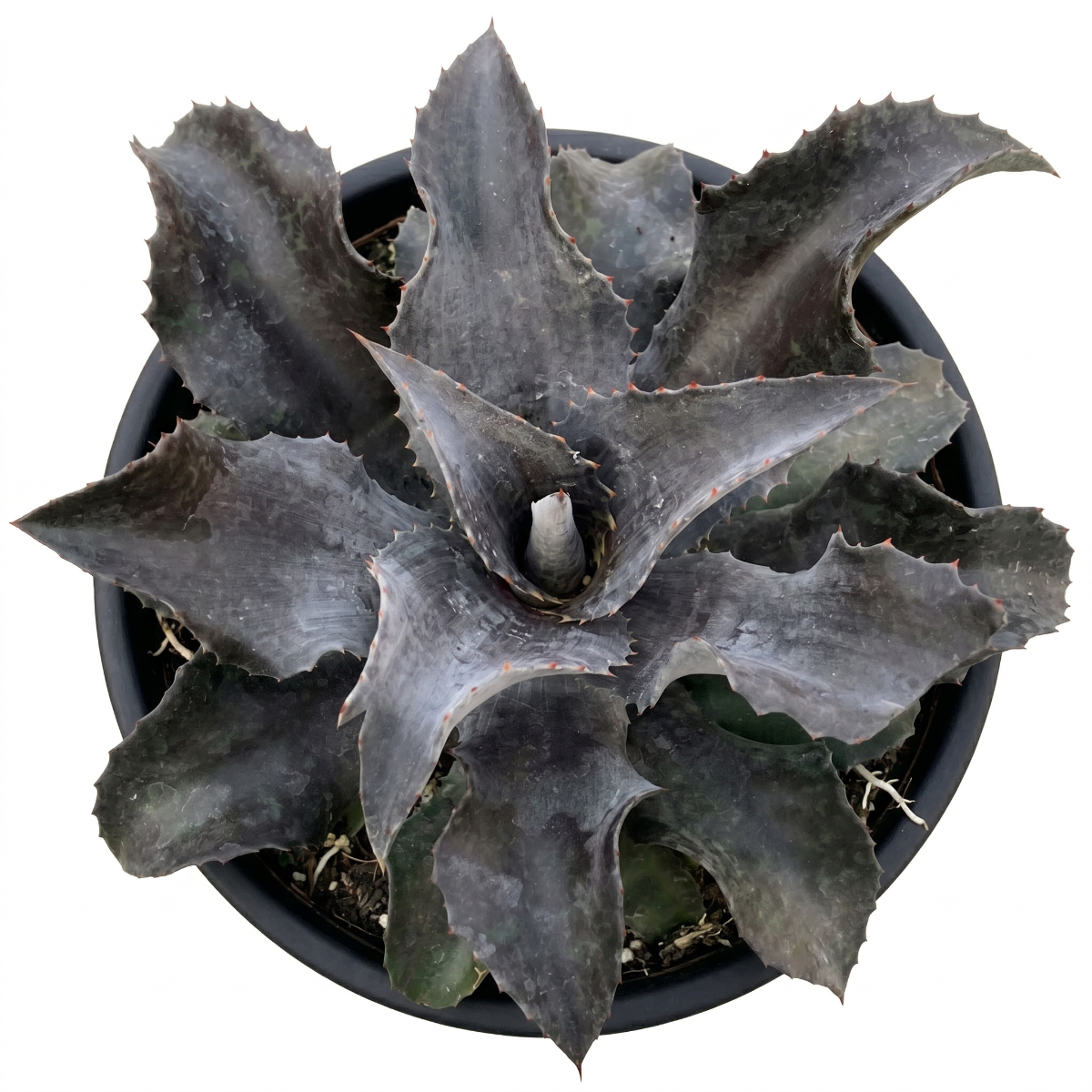 buy mangave 'night owl' plug for sale, dramatic dark striped rosette, 1.5 inch plug, tolerates dry heated air, prefers indirect bright light