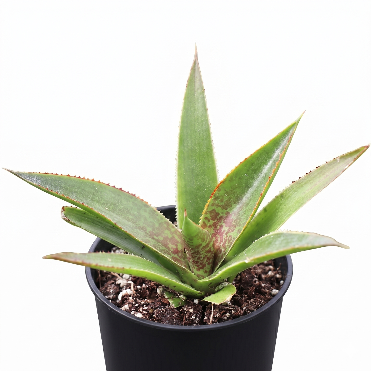 buy mangave 'praying hands' [plug] online, striking vertical growth pattern, 1.5 inch plug, direct sun preferred, scorches in south windows