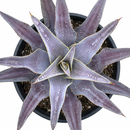 buy mangave 'purple people eater' online, striking purple leaf markings, white modern pot, heavy container for stability, thrives in bright indirect light
