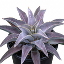 buy mangave 'purple people eater' online, striking purple leaf markings, white modern pot, heavy container for stability, thrives in bright indirect light