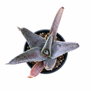 buy mangave 'silver fox' online, variegated gray foliage, 4 inch custom pot, avoid intense afternoon sun, requires deep potting
