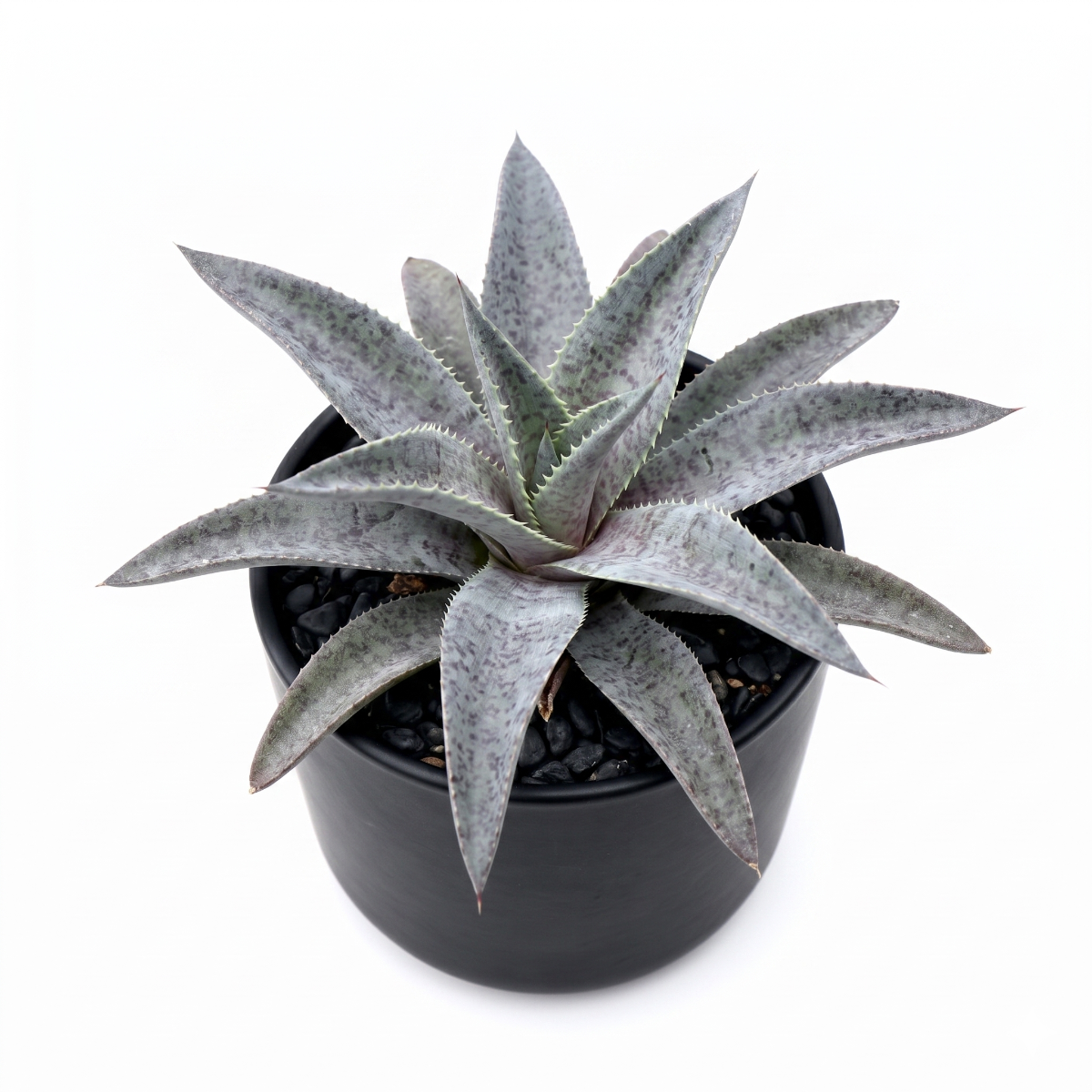 mangave 'silver fox' for sale, silver-edged succulent leaves, 1.5 inch plastic pot, adapts to low-light conditions, drought tolerant air