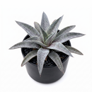 buy mangave 'silver fox' online, variegated gray foliage, 4 inch custom pot, avoid intense afternoon sun, requires deep potting