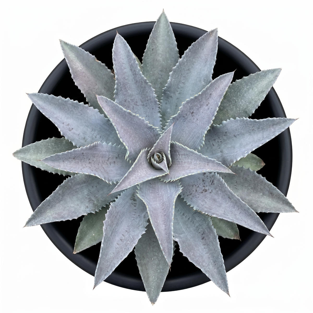 buy mangave 'silver fox' online, variegated gray foliage, 4 inch custom pot, avoid intense afternoon sun, requires deep potting