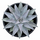 buy mangave 'silver fox' online, variegated gray foliage, 4 inch custom pot, avoid intense afternoon sun, requires deep potting
