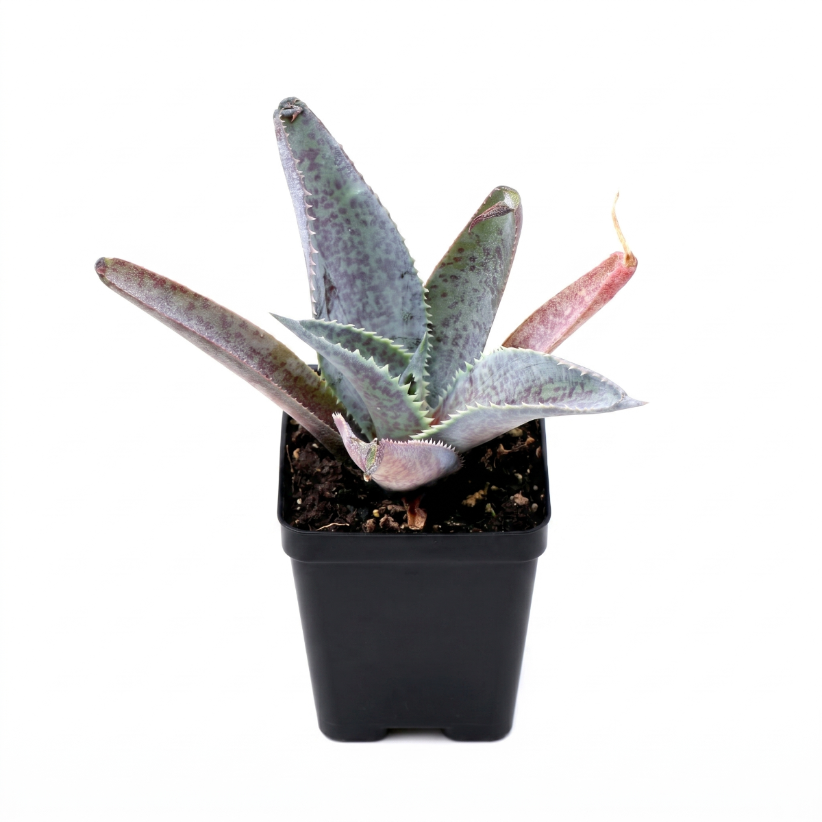 mangave 'silver fox' for sale, gray and green variegated leaves, 4 inch clay pot, low-light tolerant, scorches in south windows