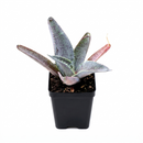 buy mangave 'silver fox' online, variegated gray foliage, 4 inch custom pot, avoid intense afternoon sun, requires deep potting