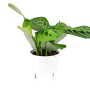 buy maranta lemon lime live houseplant 6" cow pot online, vivid lemon and lime variegated foliage with velvety texture and herringbone detailing, low bushy tropical growth form, high humidity and indirect light lover, pet friendly and non-toxic, a naturally humidifying addition to any indoor plant collection, a beautiful and eco-friendly gift for houseplant enthusiasts