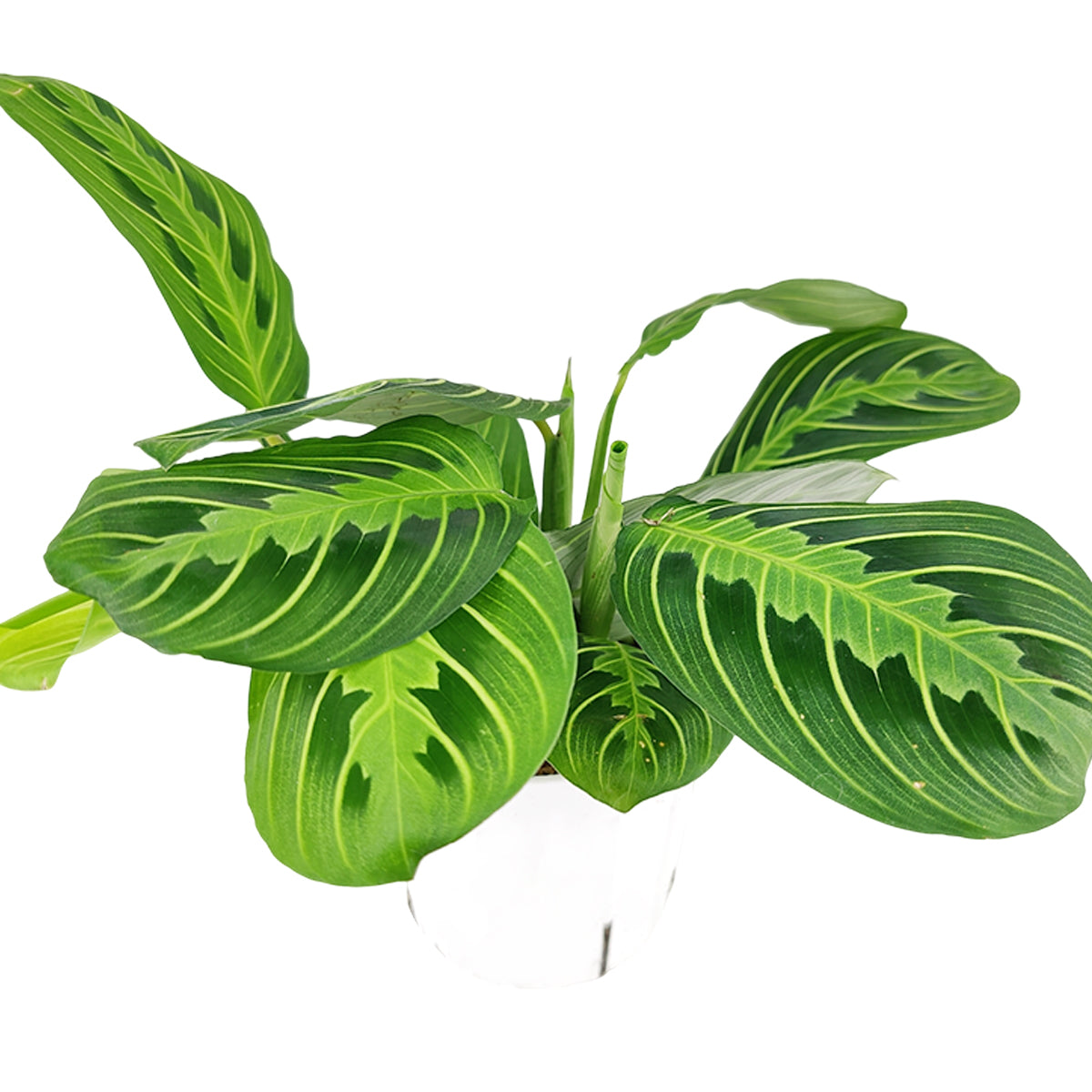 6" pot maranta lemon lime live houseplant for sale, striking herringbone lime green and deep green patterned foliage, lush clumping tropical form, high humidity thriving nature, air purifying qualities, gorgeous cascading display on a plant stand or shelf, a thoughtful and lively gift for any plant parent