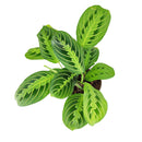 buy maranta lemon lime live houseplant 6" cow pot online, vivid lemon and lime variegated foliage with velvety texture and herringbone detailing, low bushy tropical growth form, high humidity and indirect light lover, pet friendly and non-toxic, a naturally humidifying addition to any indoor plant collection, a beautiful and eco-friendly gift for houseplant enthusiasts