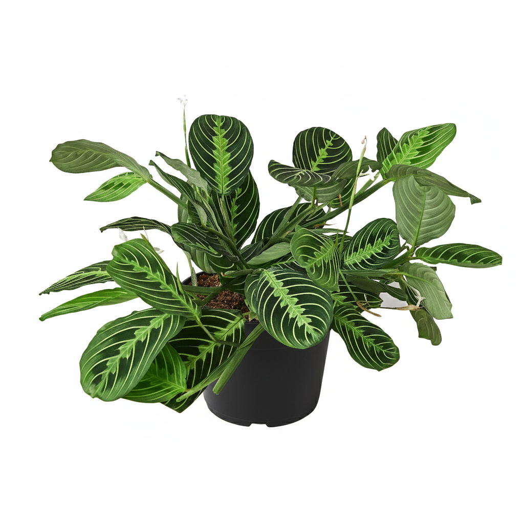 buy maranta lemon lime live houseplant 6" terracotta eco pot online, vibrant herringbone patterned leaves in shades of lime green and deep emerald, wide spreading low-profile form, air purifying and pet friendly, loves kitchen and bathroom humidity, an eye-catching tropical statement for any indoor space, perfect as a gift for green thumb beginners
