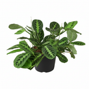 buy maranta lemon lime live houseplant 6" cow pot online, vivid lemon and lime variegated foliage with velvety texture and herringbone detailing, low bushy tropical growth form, high humidity and indirect light lover, pet friendly and non-toxic, a naturally humidifying addition to any indoor plant collection, a beautiful and eco-friendly gift for houseplant enthusiasts