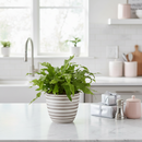 buy fern 'crocodile' live houseplant 4" pot online, textured light green fronds with bold dark green clathrate scales, compact rosette form, slow growing and long lasting, thrives in high humidity, a stunning architectural accent for any indoor jungle display