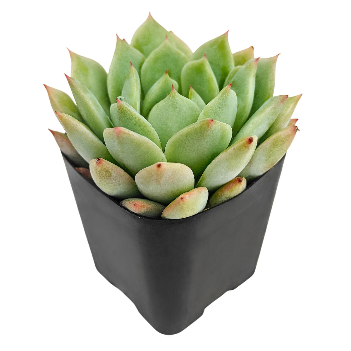 2 inch mindo ilin echeveria live succulent for sale, compact symmetrical rosette with tightly layered mint green leaves, delicate pink leaf margins, naturally slow-growing clustering succulent, thrives in bright sunny spots
