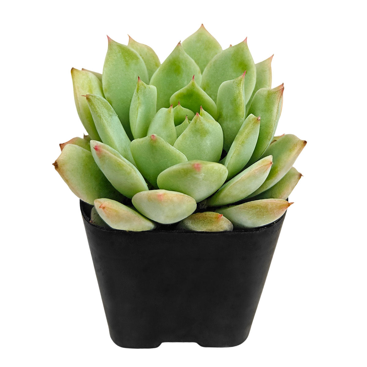 buy mindo ilin echeveria live succulent 2 inch online, architectural rosette form with spoon-shaped fleshy leaves, mint green hue with coral blush tips, powdery farina texture, drought tolerant and pet friendly, striking modern home accent