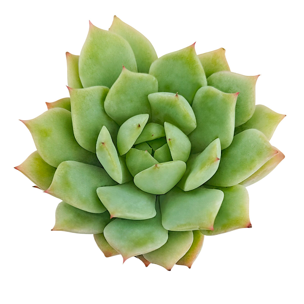 2 inch mindo ilin echeveria live succulent for sale, soft mint and blush rosette with farina dusted foliage, dense clumping growth form, vibrant color contrast between green body and pink tips, low maintenance sun-loving succulent