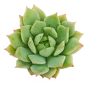 buy echeveria mindo ilin live air plant 2 inch online, delicate rose-mauve colored leaves with silvery undertones create elegant appearance, tiny compact rosette form reaches only 2-3 inches in diameter, extremely easy care requiring bright light and sparse watering schedule, produces pale pink flowers atop thin stems during blooming season, charming succulent collection starter plant, lovely gift for plant enthusiasts seeking rare varieties