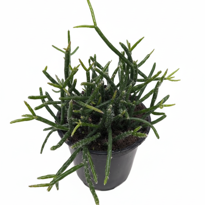 buy mistletoe cactus live cactus 4" pot online, slender thread-like green stems, spineless smooth surface, cascading trailing growth, humidity-loving tropical nature, beautifully draped in a woven macrame hanger, a unique and pet-friendly gift idea