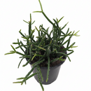 buy mistletoe cactus live cactus 4" pot online, delicate cascading green stems with pendant branching form, translucent white mistletoe-like berries on mature plants, slow-growing and long-lived, ideal for shelves or hanging hooks in indirect light, a rare and thoughtful plant gift for any occasion