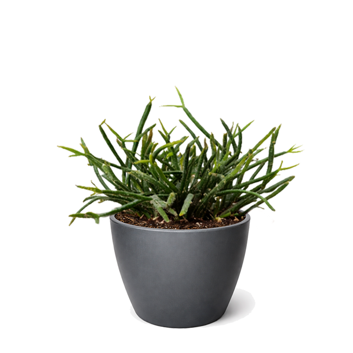 6" pot mistletoe cactus live cactus for sale, rich forest green cascading stems resembling spaghetti noodles, epiphytic jungle cactus form, small white berry-like ornamental fruits, easy beginner care, gorgeous statement plant for modern interiors, a lovely gift for plant enthusiasts