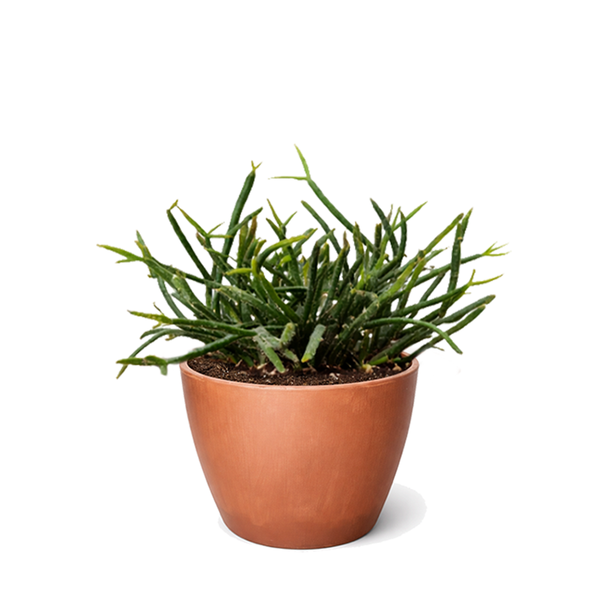 buy mistletoe cactus live cactus 4" pot online, vibrant trailing green stems with natural branching, soft and spineless texture, compact starter size with cascading habit, thrives indoors in filtered light, styled in a terracotta pot for bohemian decor, a charming low-fuss plant gift