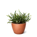 buy mistletoe cactus live cactus 4" pot online, delicate cascading green stems with pendant branching form, translucent white mistletoe-like berries on mature plants, slow-growing and long-lived, ideal for shelves or hanging hooks in indirect light, a rare and thoughtful plant gift for any occasion