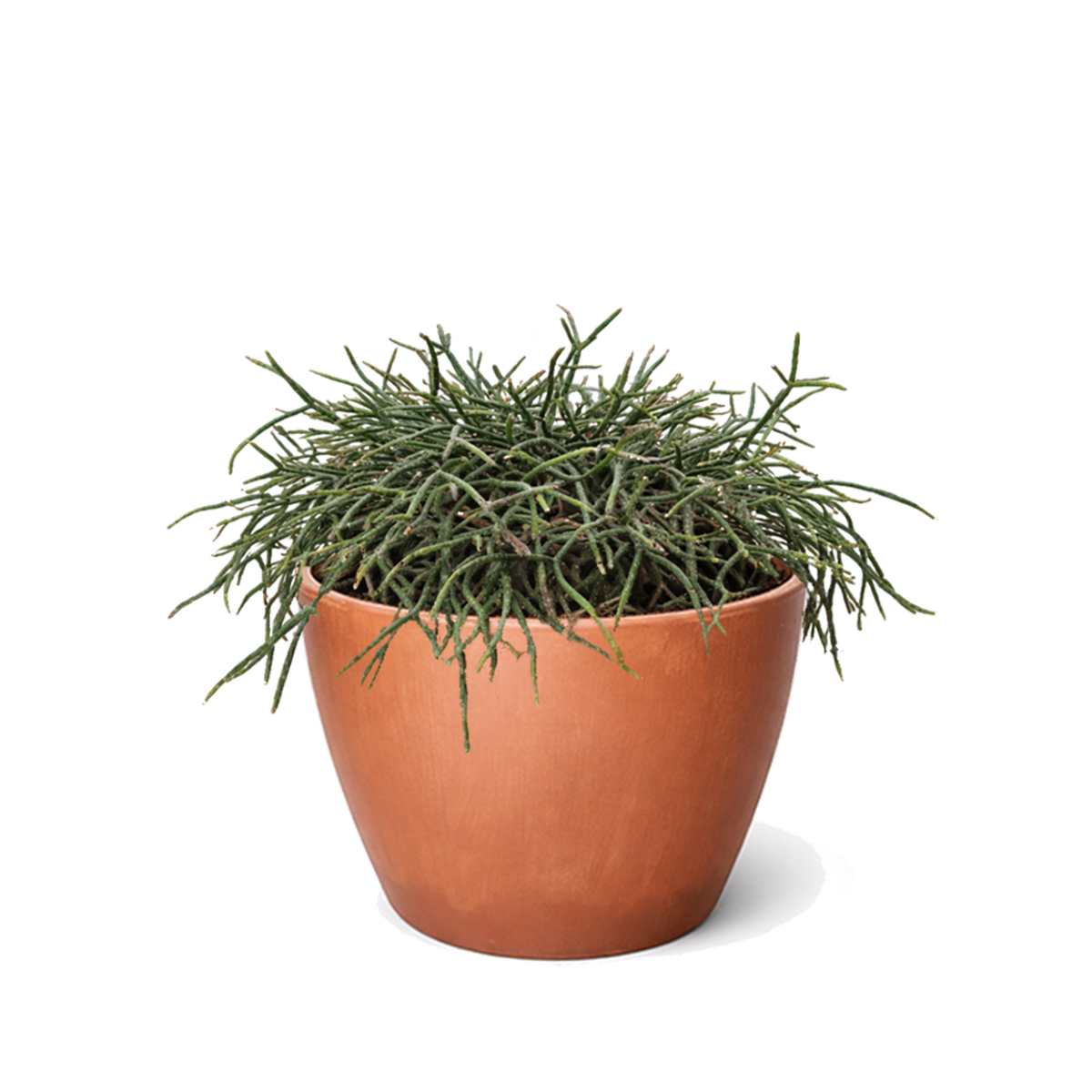 buy mistletoe cactus live cactus 4" pot online, delicate cascading green stems with pendant branching form, translucent white mistletoe-like berries on mature plants, slow-growing and long-lived, ideal for shelves or hanging hooks in indirect light, a rare and thoughtful plant gift for any occasion