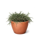 buy mistletoe cactus live cactus 4" pot online, delicate cascading green stems with pendant branching form, translucent white mistletoe-like berries on mature plants, slow-growing and long-lived, ideal for shelves or hanging hooks in indirect light, a rare and thoughtful plant gift for any occasion
