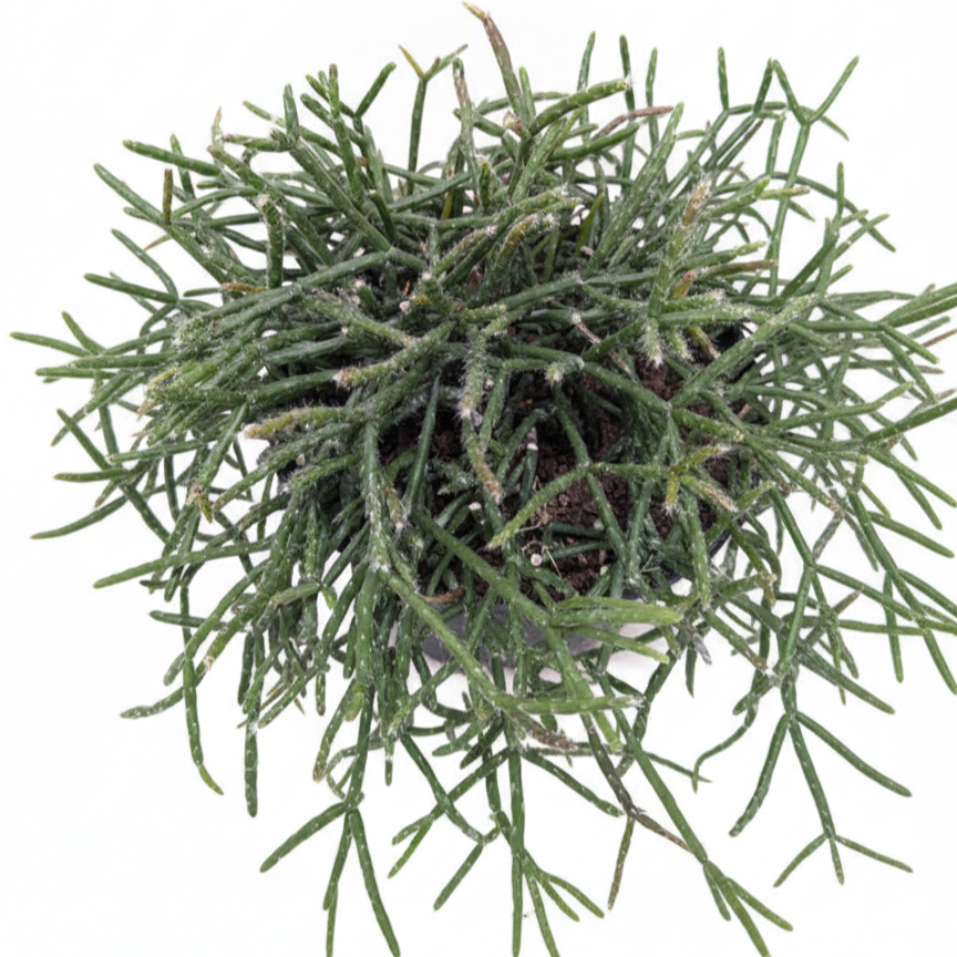 6" pot mistletoe cactus live cactus for sale, lush pencil-thin green stems, dense trailing habit, soft bushy cascading silhouette, thrives in bright indirect light, elegant boho hanging basket display, a perfect housewarming gift for plant lovers