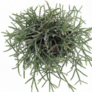 buy mistletoe cactus live cactus 4" pot online, delicate cascading green stems with pendant branching form, translucent white mistletoe-like berries on mature plants, slow-growing and long-lived, ideal for shelves or hanging hooks in indirect light, a rare and thoughtful plant gift for any occasion