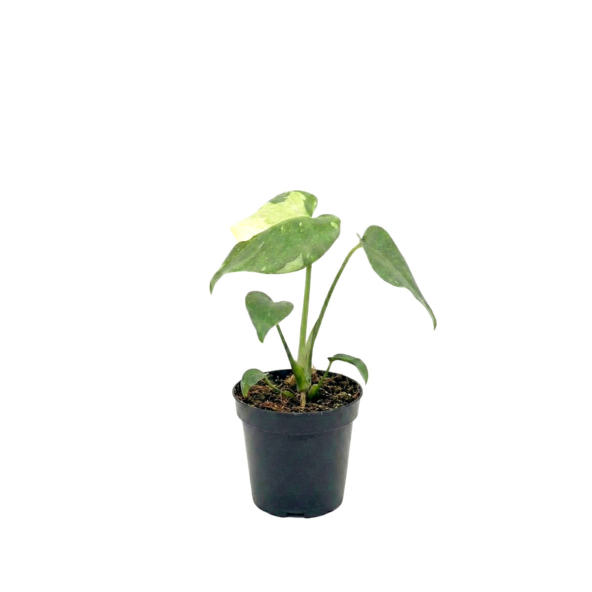 3" pot monstera 'thai constellation' live houseplant for sale, developing vining tropical plant with stable marbled white-and-green variegated foliage, compact form ideal for bright windowsill or plant shelf, air-purifying aroid with humidity-loving care needs, a beautiful and rare living gift for indoor garden enthusiasts