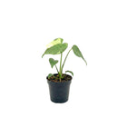 buy monstera 'thai constellation' live houseplant 2" pot online, rare starter tropical aroid with constellation-patterned cream and green variegation on smooth young leaves, slow-growing upright climber from thai tissue culture origins, thrives with humidity support and bright filtered light, a one-of-a-kind celestial gift for plant parents of all levels
