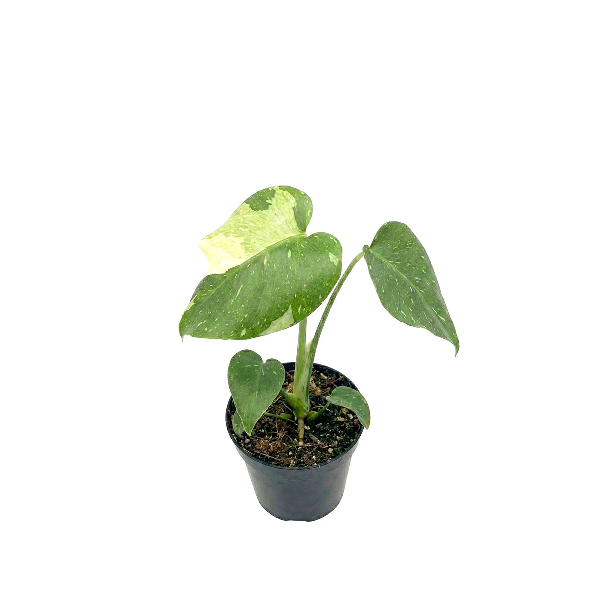 buy monstera 'thai constellation' live houseplant 4" pot online, established tropical climber with broad split leaves dappled in creamy-white celestial variegation, upright arching growth requiring moss pole support for best form, not pet safe so ideal displayed on high shelf, a striking architectural gift for variegated plant admirers