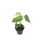 buy monstera 'thai constellation' live houseplant 2" pot online, rare starter tropical aroid with constellation-patterned cream and green variegation on smooth young leaves, slow-growing upright climber from thai tissue culture origins, thrives with humidity support and bright filtered light, a one-of-a-kind celestial gift for plant parents of all levels