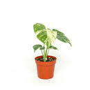 buy monstera 'thai constellation' live houseplant 2" pot online, rare starter tropical aroid with constellation-patterned cream and green variegation on smooth young leaves, slow-growing upright climber from thai tissue culture origins, thrives with humidity support and bright filtered light, a one-of-a-kind celestial gift for plant parents of all levels