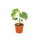 buy monstera 'thai constellation' live houseplant 2" pot online, rare starter tropical aroid with constellation-patterned cream and green variegation on smooth young leaves, slow-growing upright climber from thai tissue culture origins, thrives with humidity support and bright filtered light, a one-of-a-kind celestial gift for plant parents of all levels