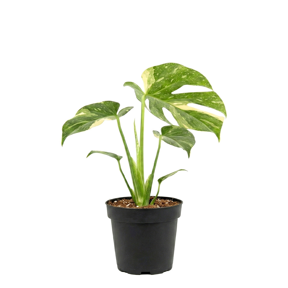 3" pot monstera 'thai constellation' live houseplant for sale, small vining tropical aroid with eye-catching cream and forest green variegated leaves, each leaf featuring a unique galaxy-like pattern, thrives in bright indirect light with high ambient humidity, an enchanting rare plant gift for home or office decor